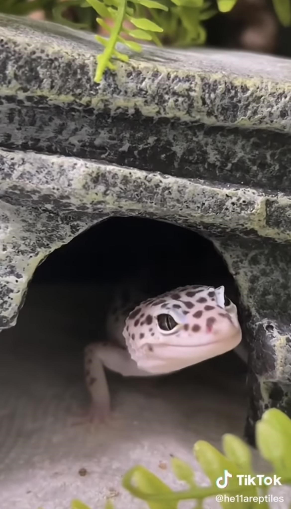leopard gecko living under rock