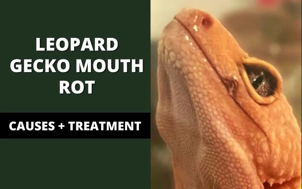 leopard gecko mouth rot