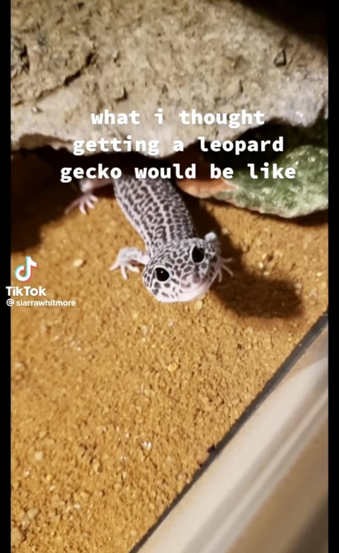 old leopard gecko