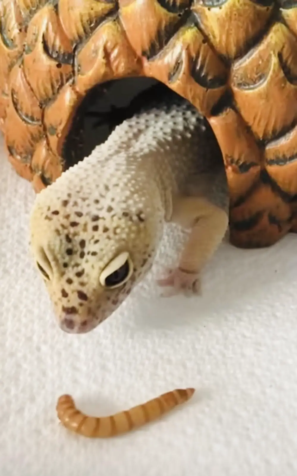 smiling leopard gecko pic eating