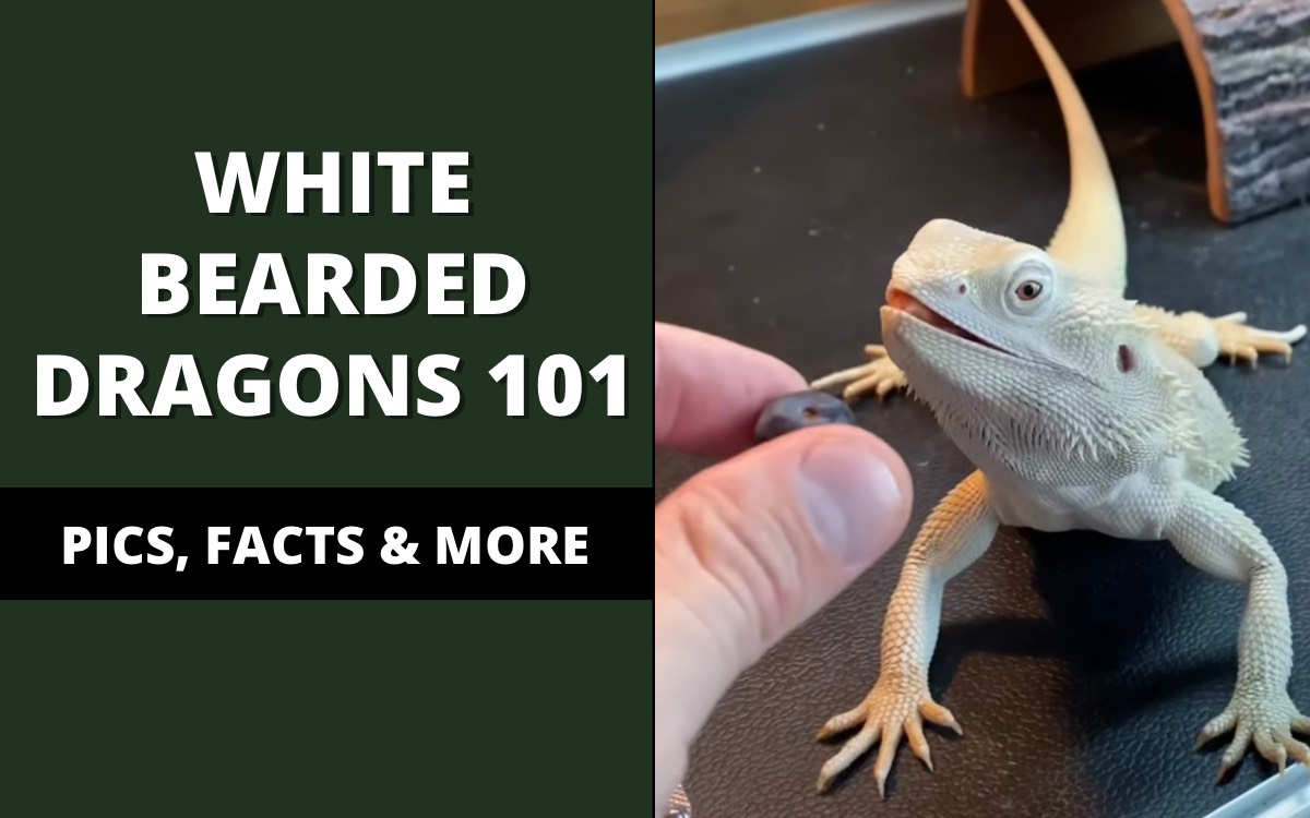 white bearded dragon