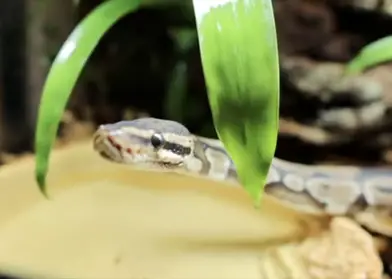 https://reptilemaniac.com/wp-content/uploads/2022/12/ball-python-humid-tank.jpg?ezimgfmt=rs:392x280/rscb1/ng:webp/ngcb1