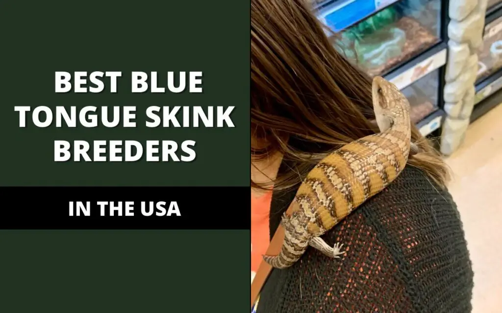 best blue tongue skink breeders