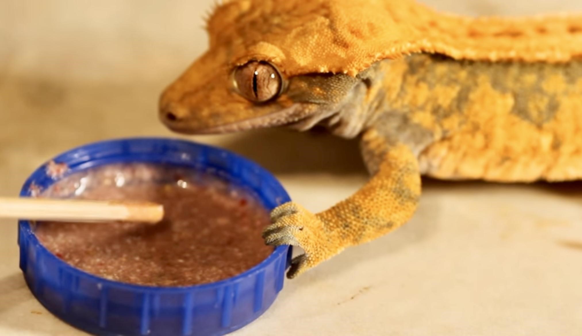 crested gecko eating from cap