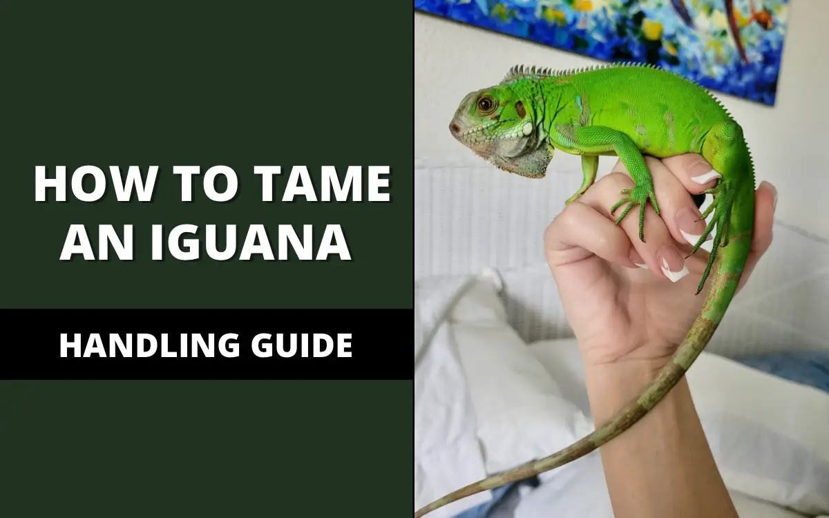 how to tame an iguana