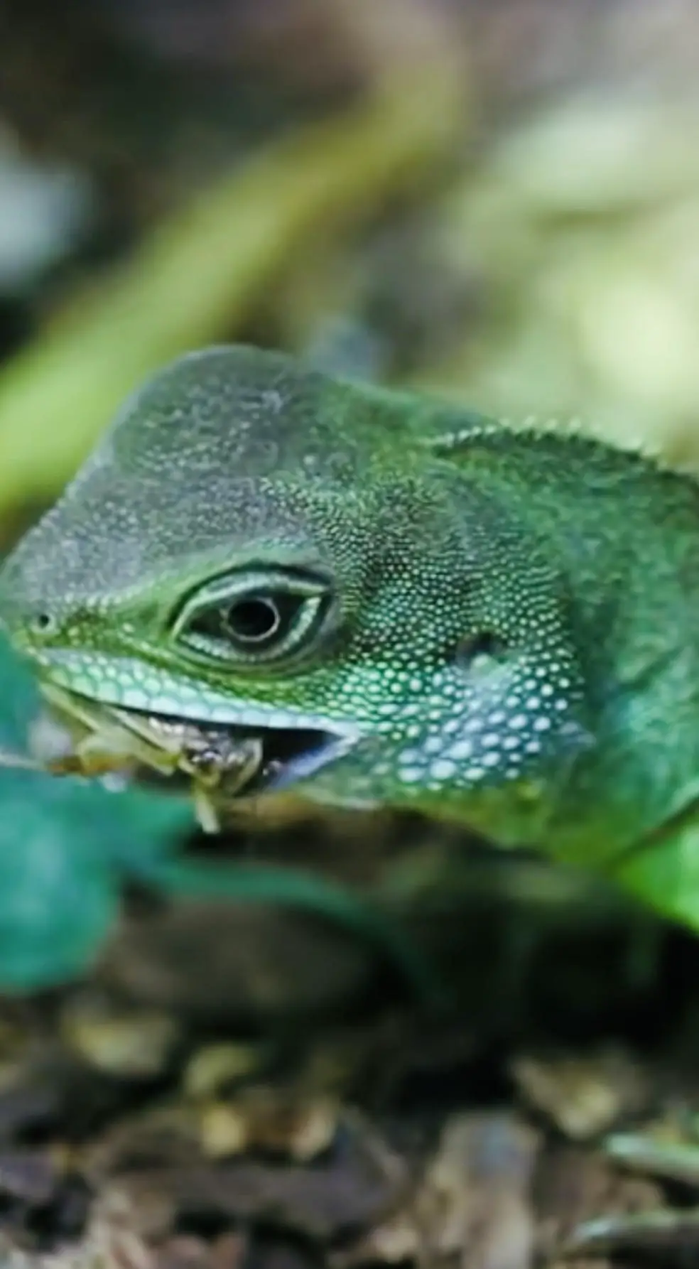 iguana bite into bug