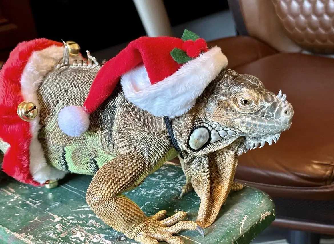 pet iguana in funny outfit